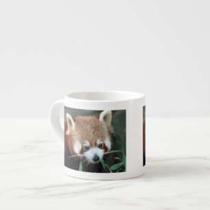 Tasse Expresso Panda roux, Taronga Zoo, Sydney, Australie