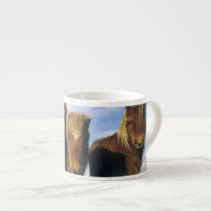 Tasse Expresso Poney Shetland, Shetland continentale,