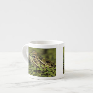 Tasse Expresso Rio Grande Leopard Frog, Rana berlandieri,