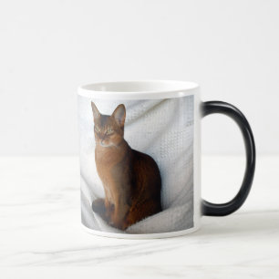 Tasse femelle vermeille abyssinienne de chat