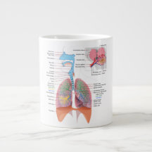 Anatomie Mug-Respiratoire