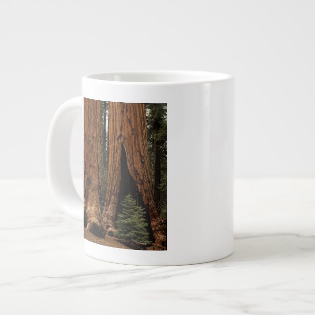 Tasse Géante Arbres de séquoia, Parc national de Sequoia. (Devant gauche)