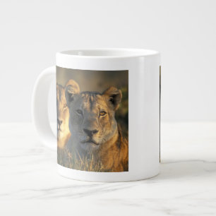 Tasse Géante Botswana, parc national de Chobe, Lionnes