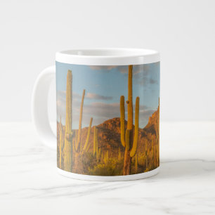 Tasse Géante Cactus saguaro au coucher du soleil, Arizona