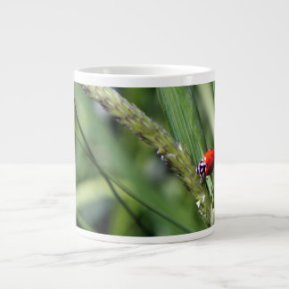 Tasse Géante Coccinelle (Coccinellidae)