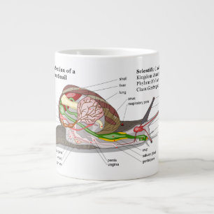 Tasse Géante Diagramme d'un escargot de jardin commun (aspersa