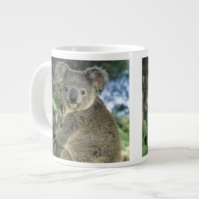 Tasse Géante Koala, Phascolarctos cinereus), en danger, (Devant gauche)