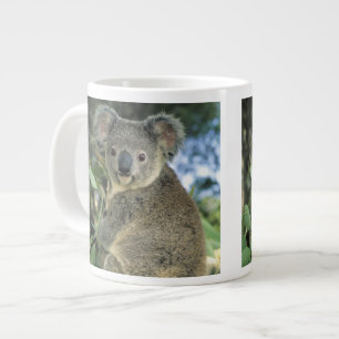 Tasse Géante Koala, Phascolarctos cinereus), en voie de dispari