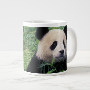 Tasse Géante Panda géant dans l'herbe, vallée de Wolong, Sichua