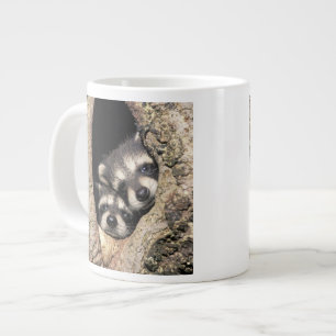 Tasse Géante Ratons laveurs dans la cavité de l'arbre Procyon