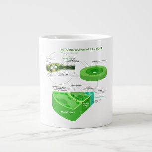 Tasse Géante Schéma de photosynthèse C4 simplifié