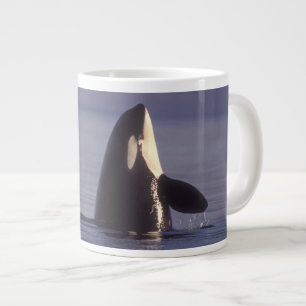 Tasse Géante Spyhopping Orca Killer Whale (Orca orcinus) près d