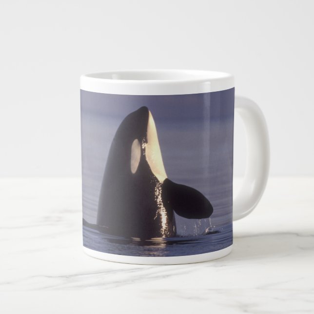 Tasse Géante Spyhopping Orca Killer Whale (Orca orcinus) près d (Devant droit)