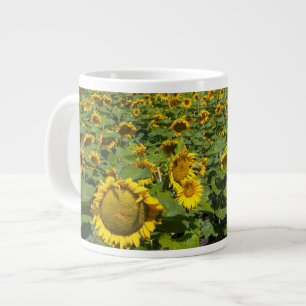 Tasse Géante WA, comté de Kittitas, champ de tournesols