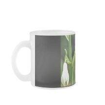 Colibri