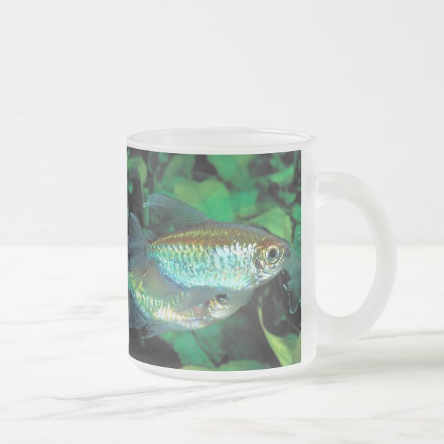 Tasse Givré Congo tetra , Phenacogrammus interruptus (Droit)