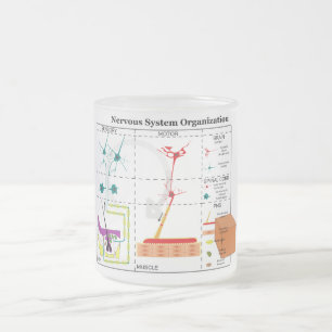 Tasse Givré Diagramme des fonctions de base du système nerveux