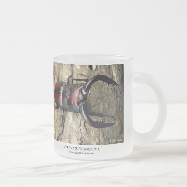 Tasse Givré Stag Beetle,Prosopocoilus inclinatus (Droit)