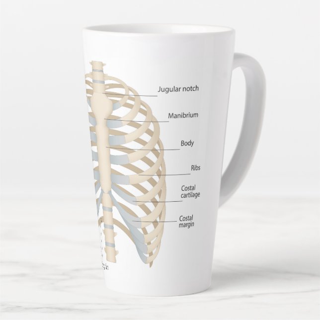 Tasse Latte Anatomie thoracique humaine (Angle droit)