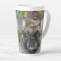 Bouledogue français avec abeille