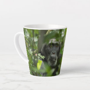 Tasse Latte Chimpanzé caché parmi la végétation