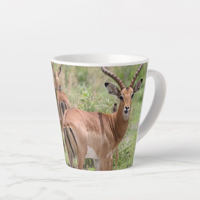 Tasse Latte Impala dans le delta de l'Okavango (Angle droit)