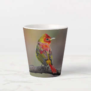 Tasse Latte Tangara écarlate en mue - Photographie originale