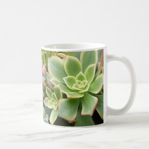 Tasse succulente de jardin