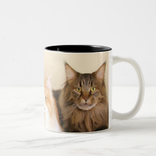 Tasses de chat de ragondin du Maine