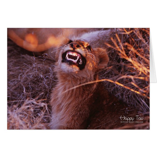 Tau heureux, jeune lion souriant (Devant horizontal)