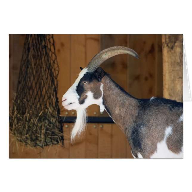 Tauernschecken-Ziege (Devant Horizontal)