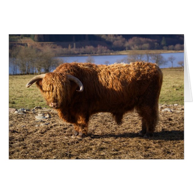 Taureau Highland Cattle, Écosse (Devant horizontal)