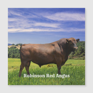 Taureau Red Angus