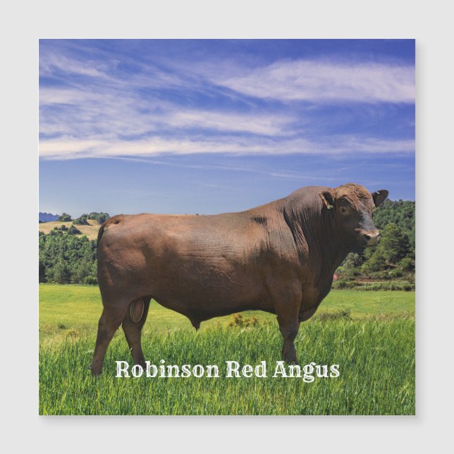 Taureau Red Angus (Devant)