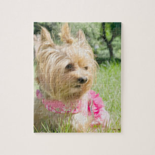 Tea Cup Yorkshire Terrier Jigsaw Puzzle