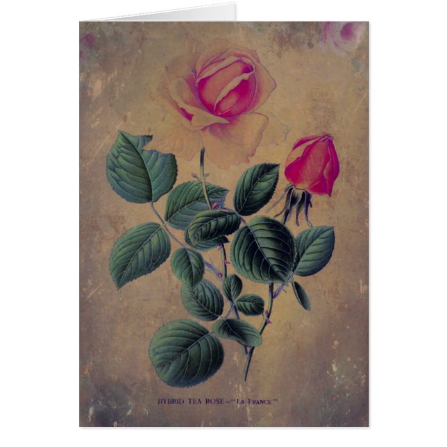 Tea Rose Grunge, Fête des Mères (Devant)