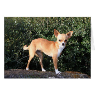 Teacup Chihuahua