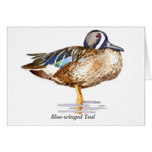 Teal Bleu-à ailes