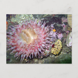 Tealia Peint Anemone - Carte postale