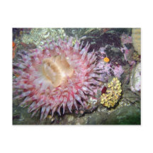 Tealia Peint Anemone - Carte postale