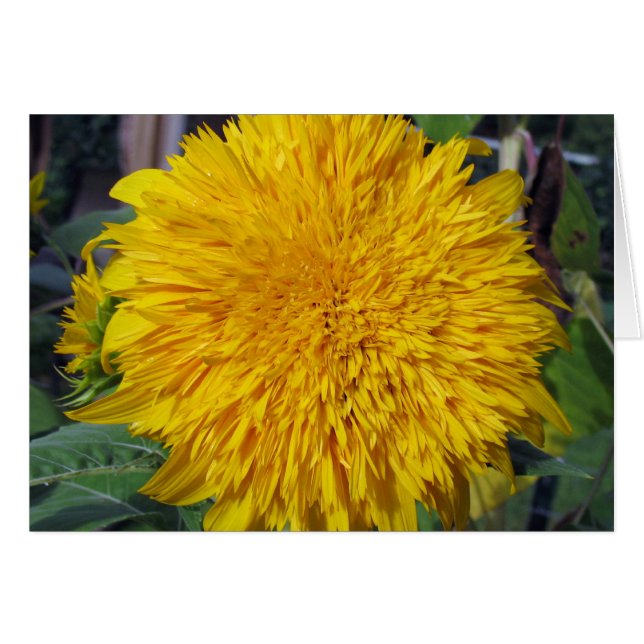 Teddy Bear Sunflower (Devant horizontal)