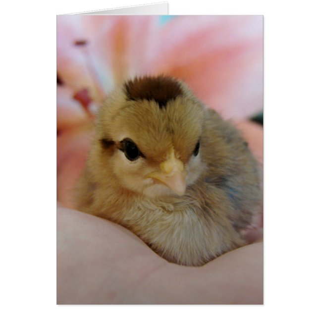 Teeny in my hand All Occasion Blank Greeting Card (Devant)