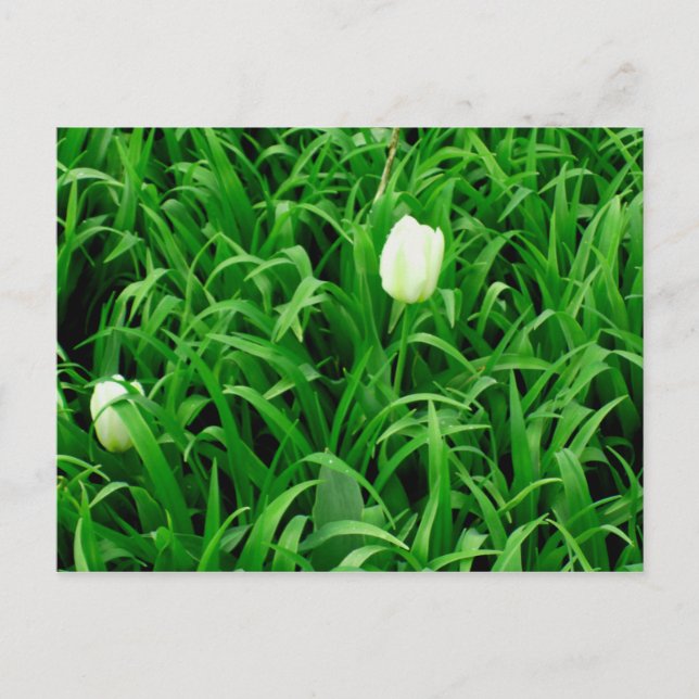 Temps de printemps pour carte postale (Devant)