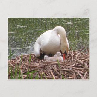 Tendre à la carte postale pour bébés