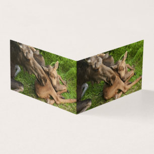 Tendre Mère Moose