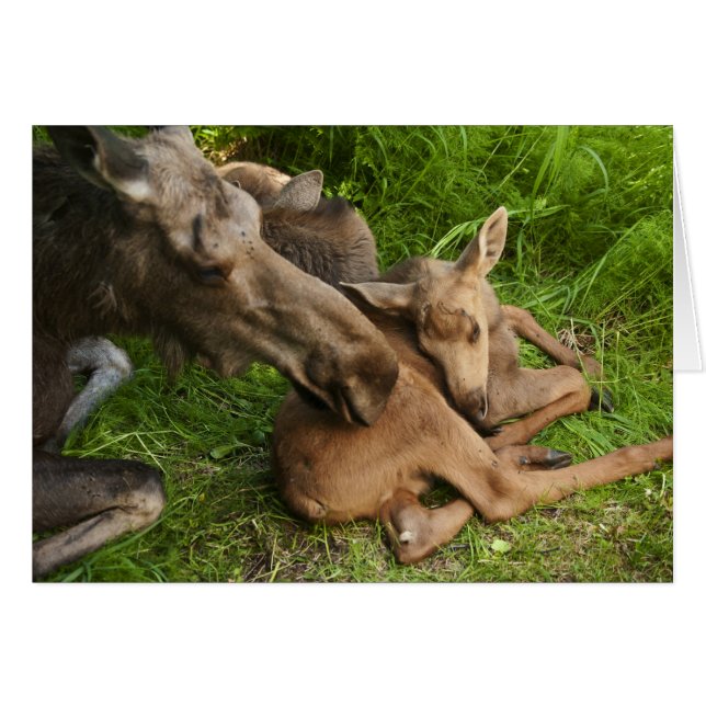 Tendre Mère Moose (Devant Horizontal)