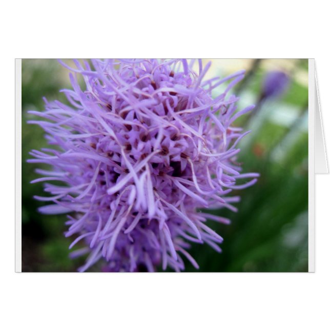 Tentacle Spider Violet Flower (Devant horizontal)
