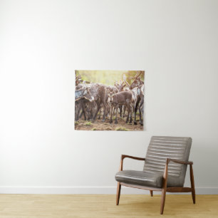 Tenture Animaux de bébés cutest   Svalbard Reindeer