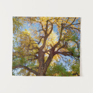 Tenture Arbre de Cottonwood Parc national de Capitol Ree