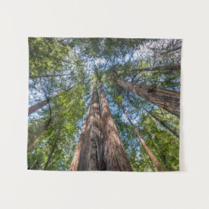 Tenture Arbres de séquoia   Comté de Marin, Californie